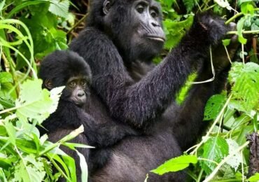 Gorilla