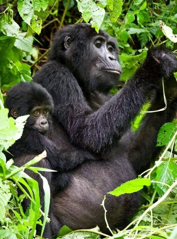 Gorilla