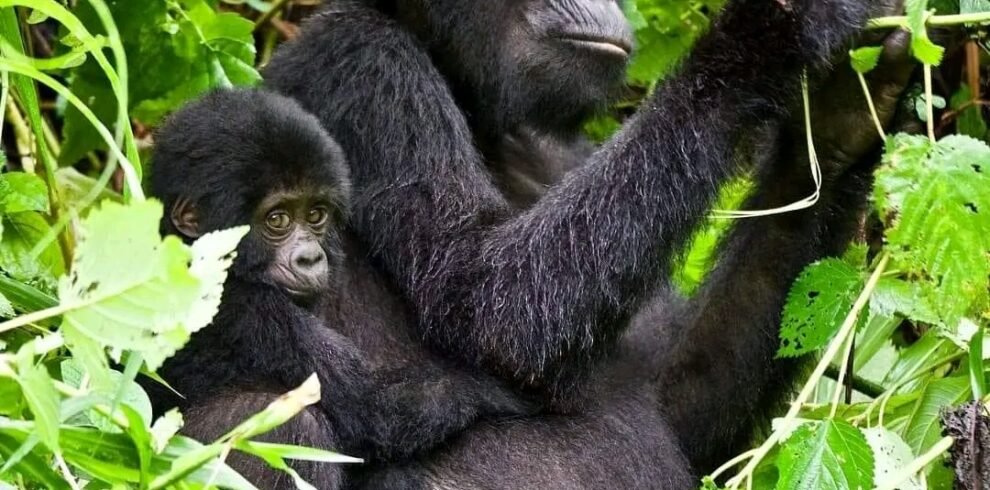 Gorilla