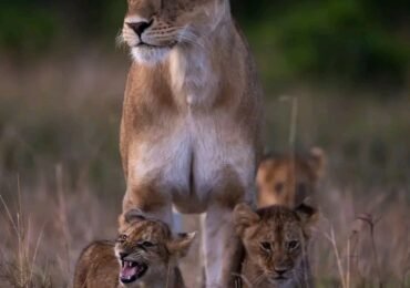 Lions