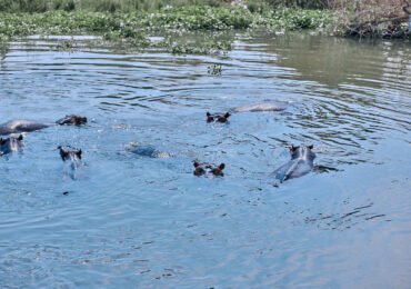 Hippos
