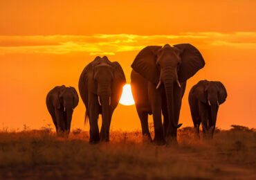 Elephants